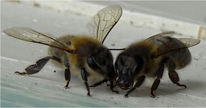 two bees having a chat